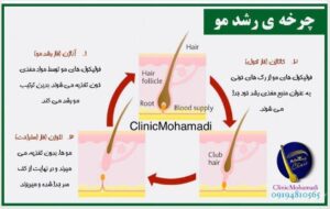 چرخه رشد مو