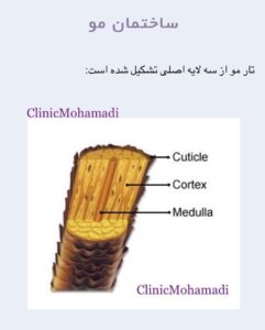 آشنایی با ساختمان مو