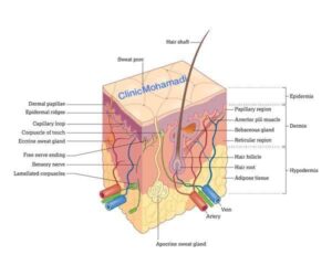 ساختمان مو و پوست